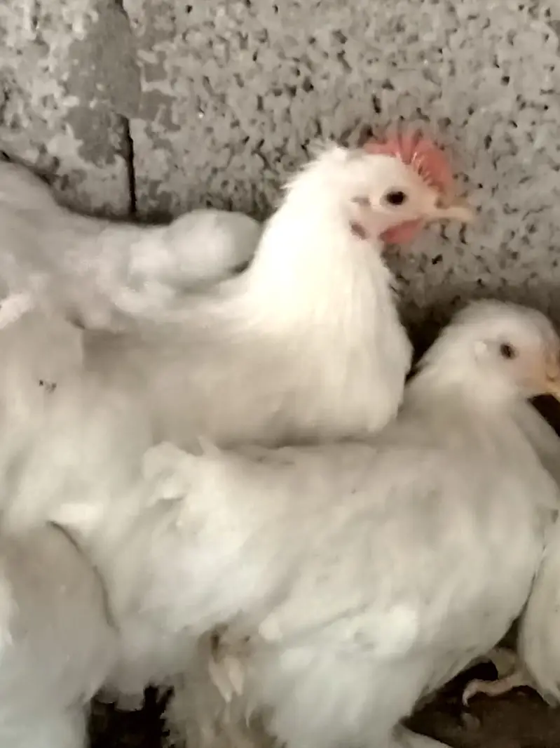 White bantam — photo 5