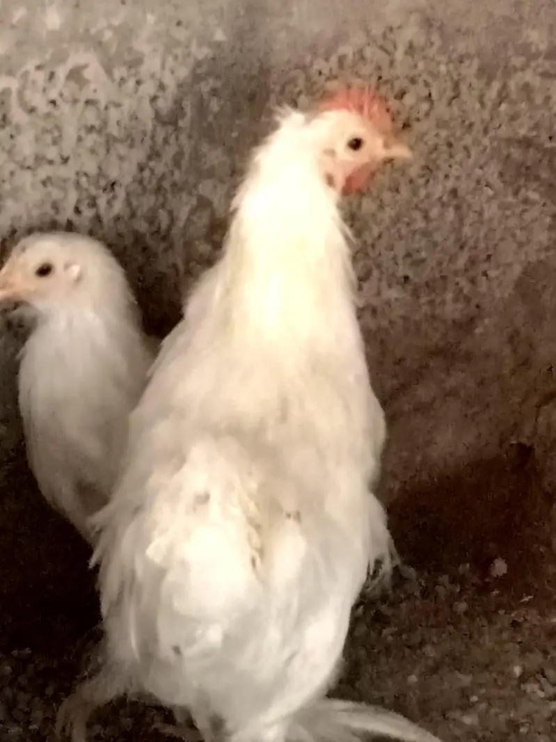 White bantam — photo 6