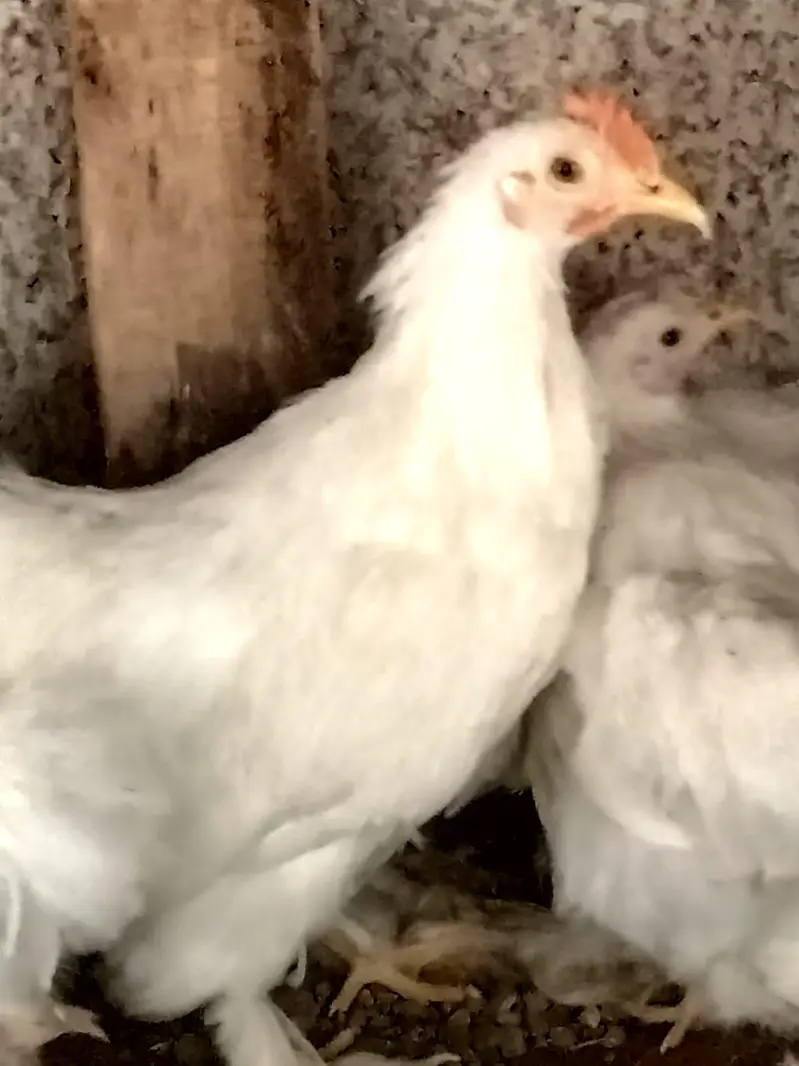 White bantam — photo 7
