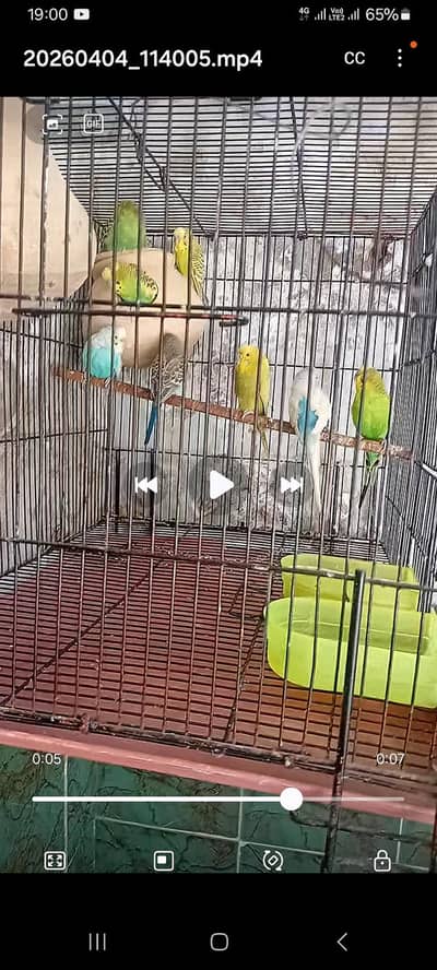 Australian parrot for slae with cage