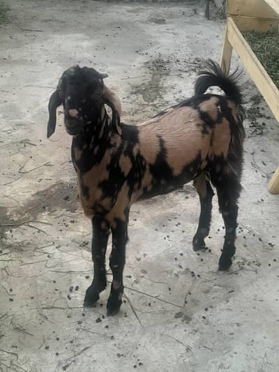 Bakra foe sale
