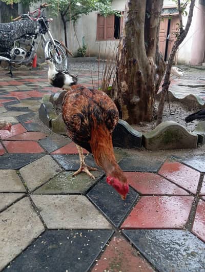 Aseel murgy murgiyan for sale