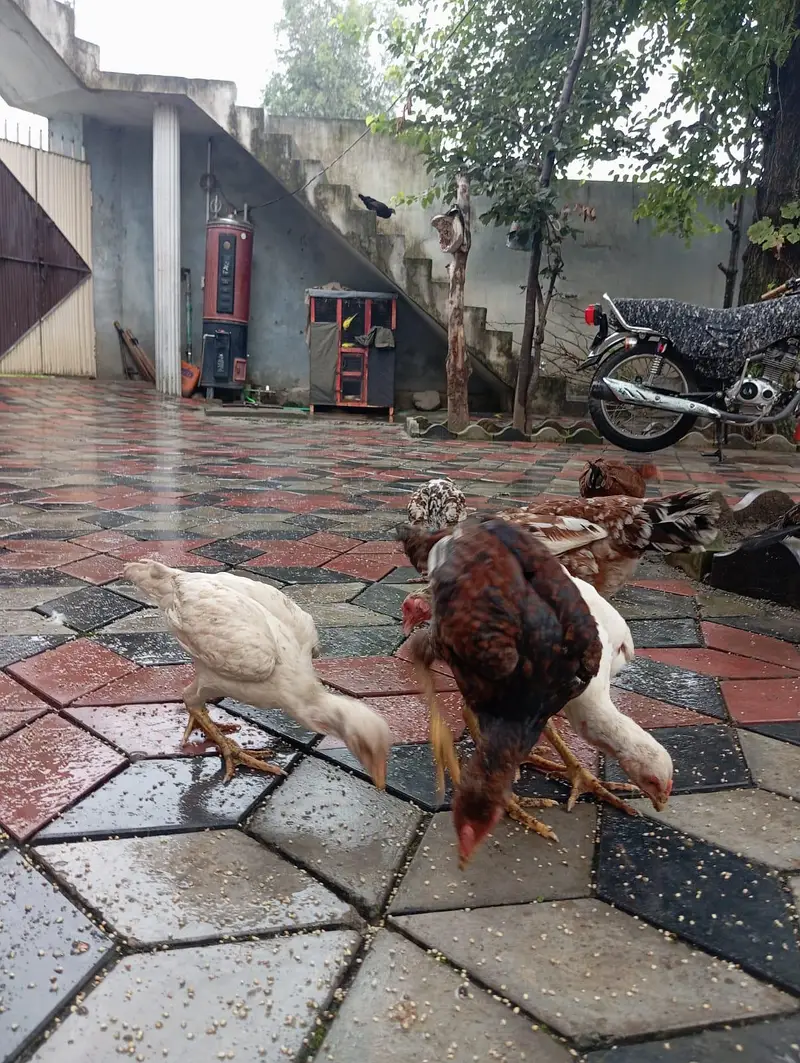3 male murgy 6 female aur 4 bary choozy — photo 2