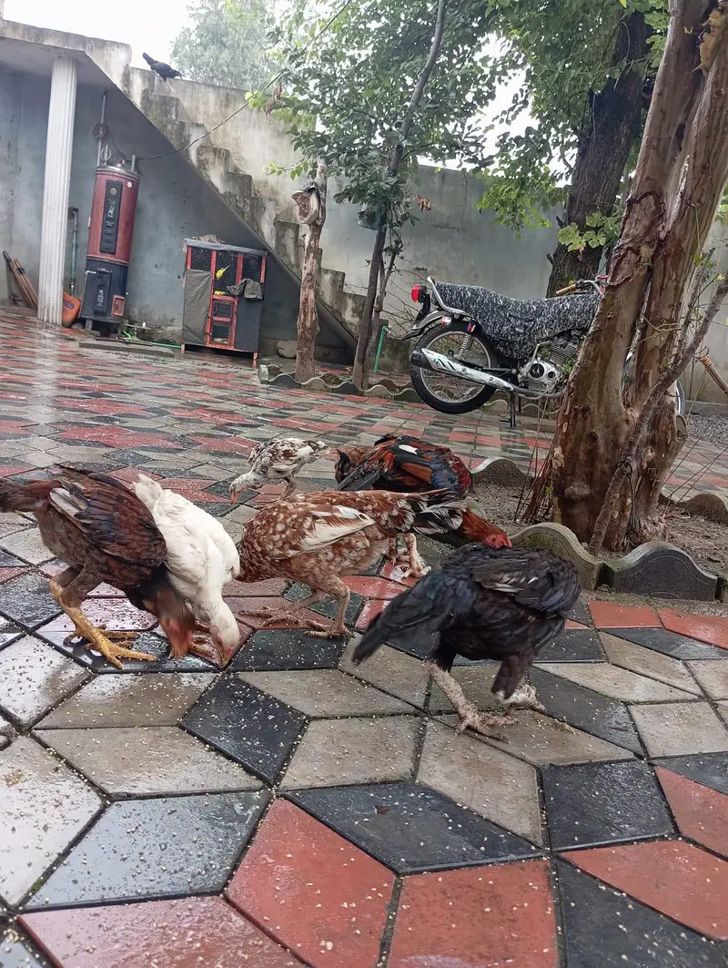 3 male murgy 6 female aur 4 bary choozy — photo 3