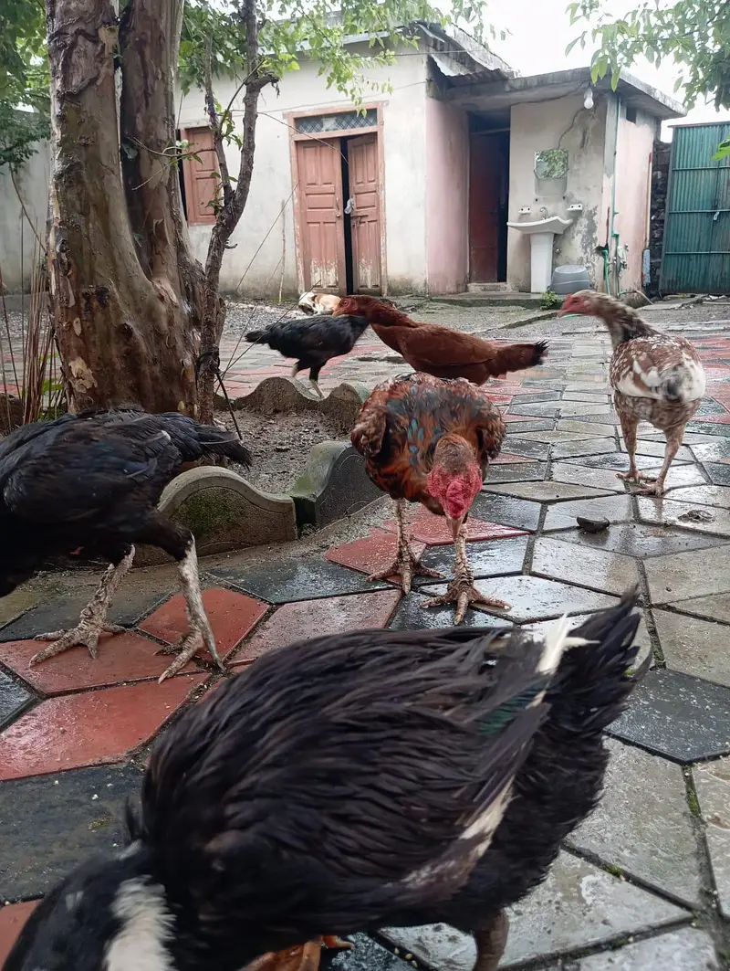 3 male murgy 6 female aur 4 bary choozy — photo 4