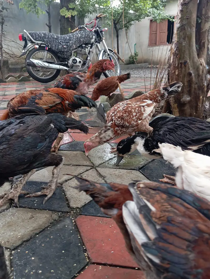 3 male murgy 6 female aur 4 bary choozy — photo 5