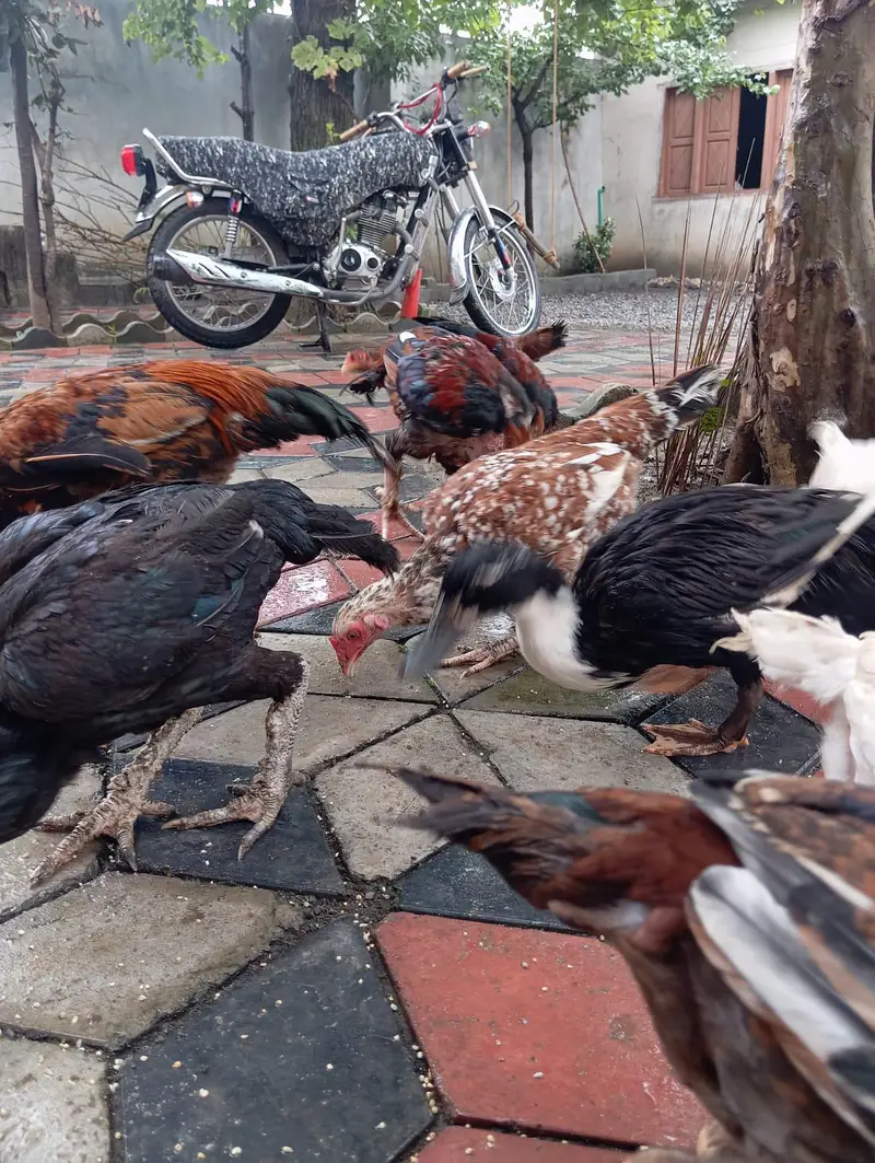 3 male murgy 6 female aur 4 bary choozy — photo 6