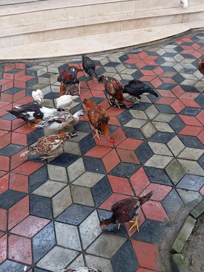 3 male murgy 6 female aur 4 bary choozy — photo 7