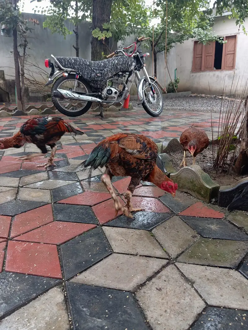 3 male murgy 6 female aur 4 bary choozy — photo 8