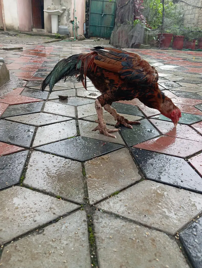 3 male murgy 6 female aur 4 bary choozy — photo 9