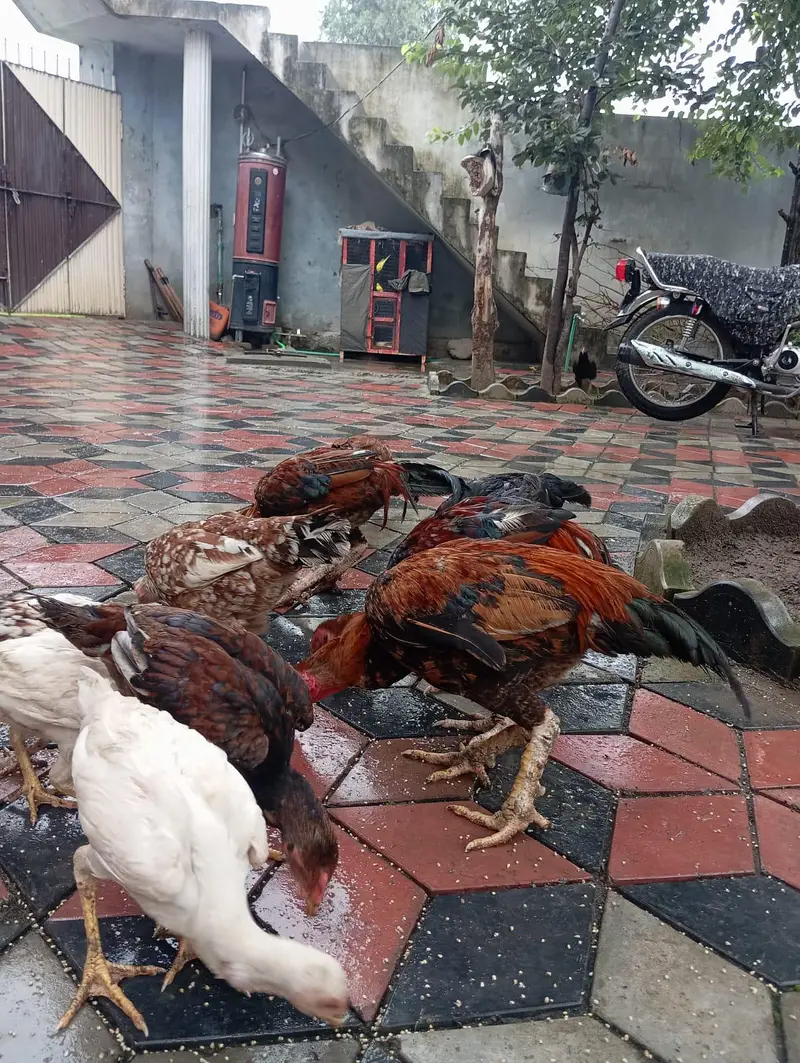 3 male murgy 6 female aur 4 bary choozy — photo 10