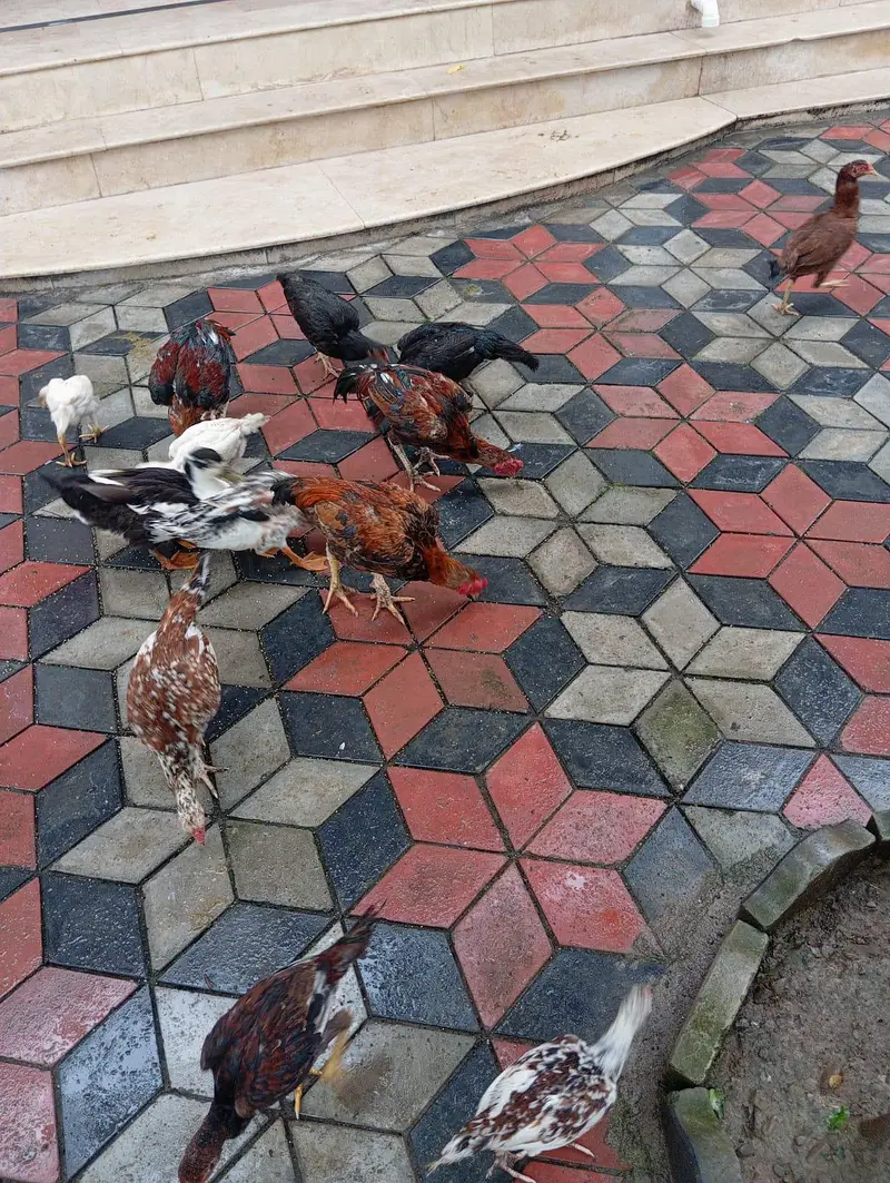 3 male murgy 6 female aur 4 bary choozy — photo 11