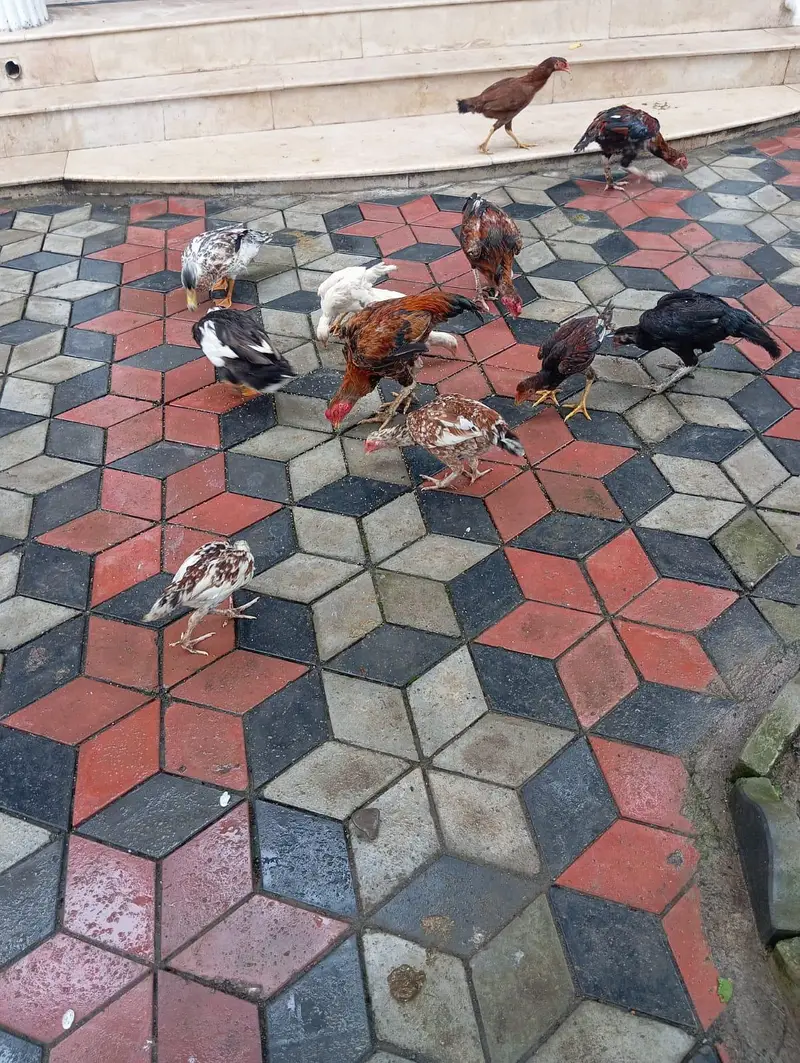 3 male murgy 6 female aur 4 bary choozy — photo 12