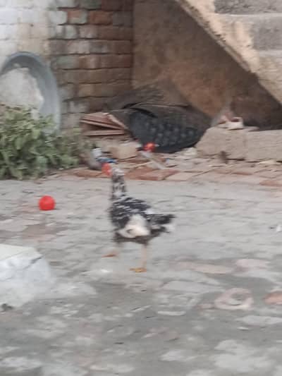 3 hens for sale 6 to 7 month laying egg  regularly and one male . .