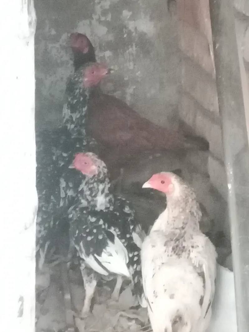 3 hens for sale 6 to 7 month laying egg  regularly and one male . . — photo 2