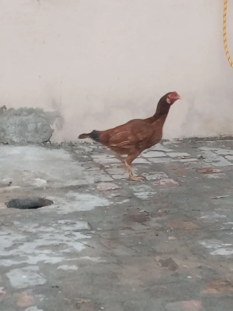 3 hens for sale 6 to 7 month laying egg  regularly and one male . . — photo 4