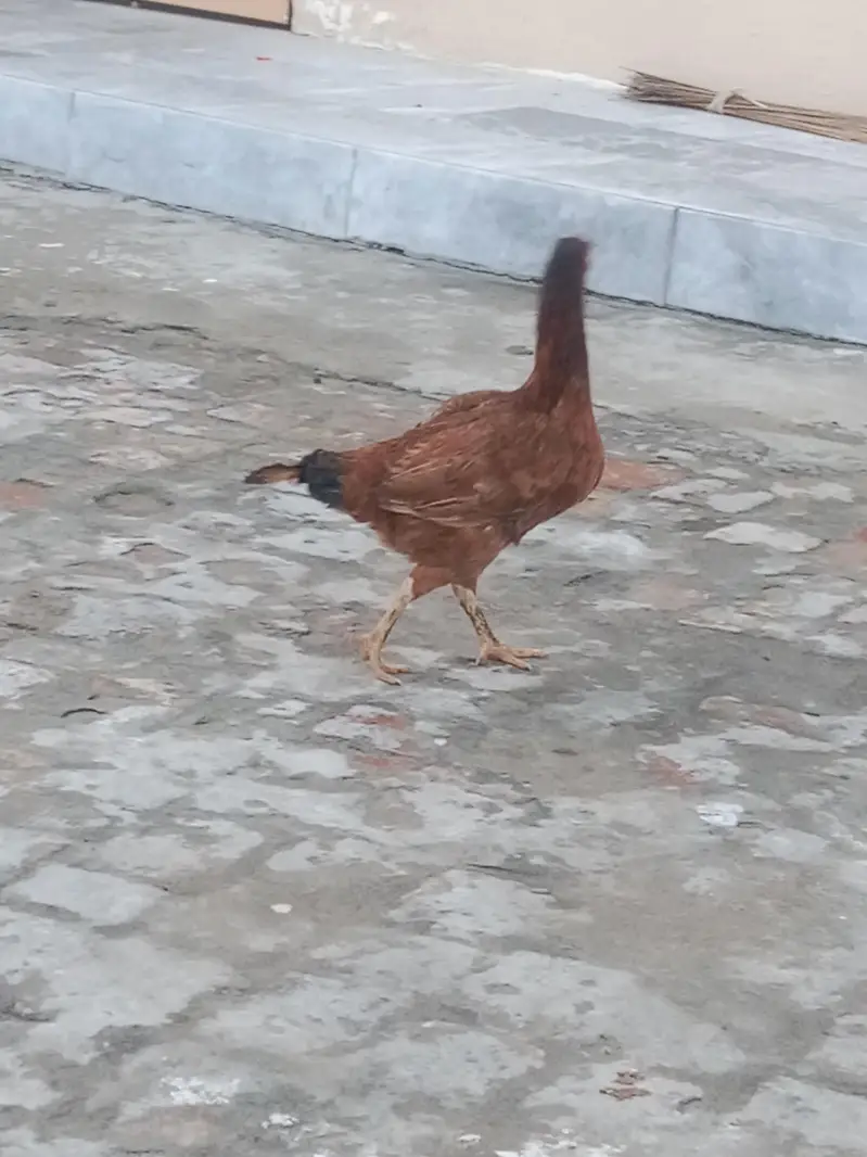 3 hens for sale 6 to 7 month laying egg  regularly and one male . . — photo 5