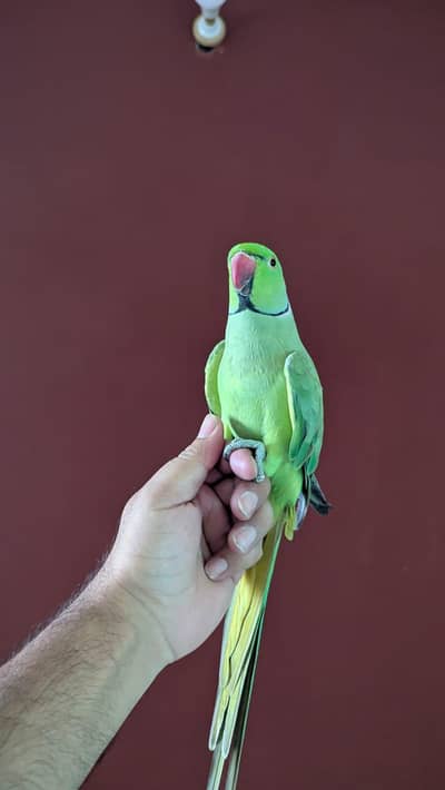 zero bite friendly and naughty