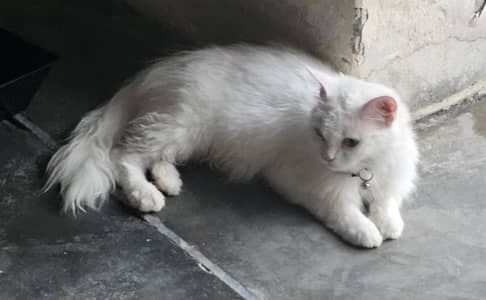 Persian Cat