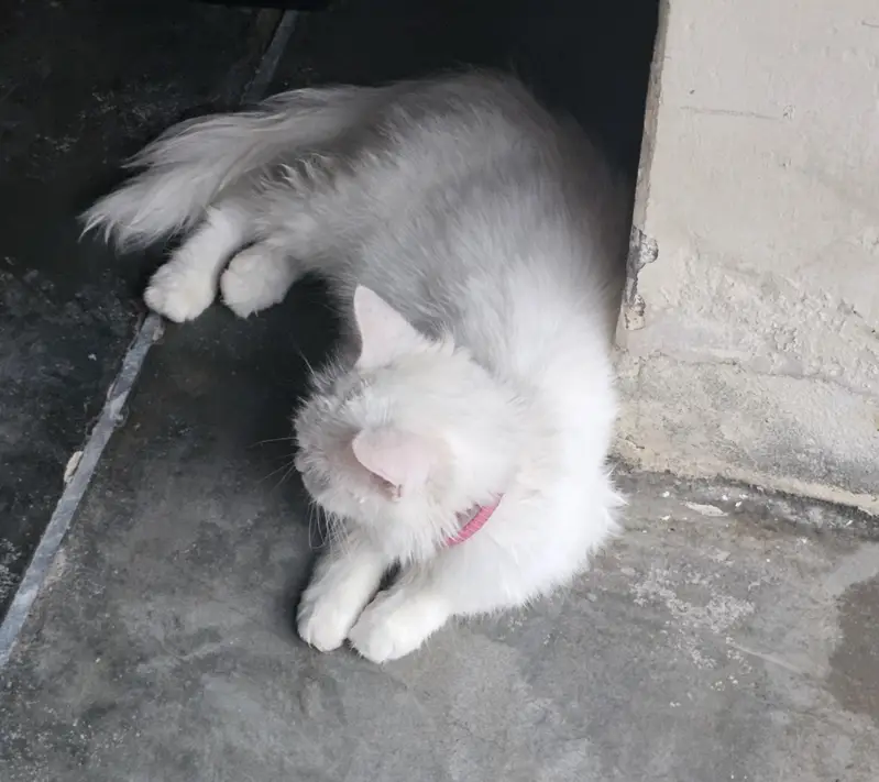 Persian Cat — photo 3