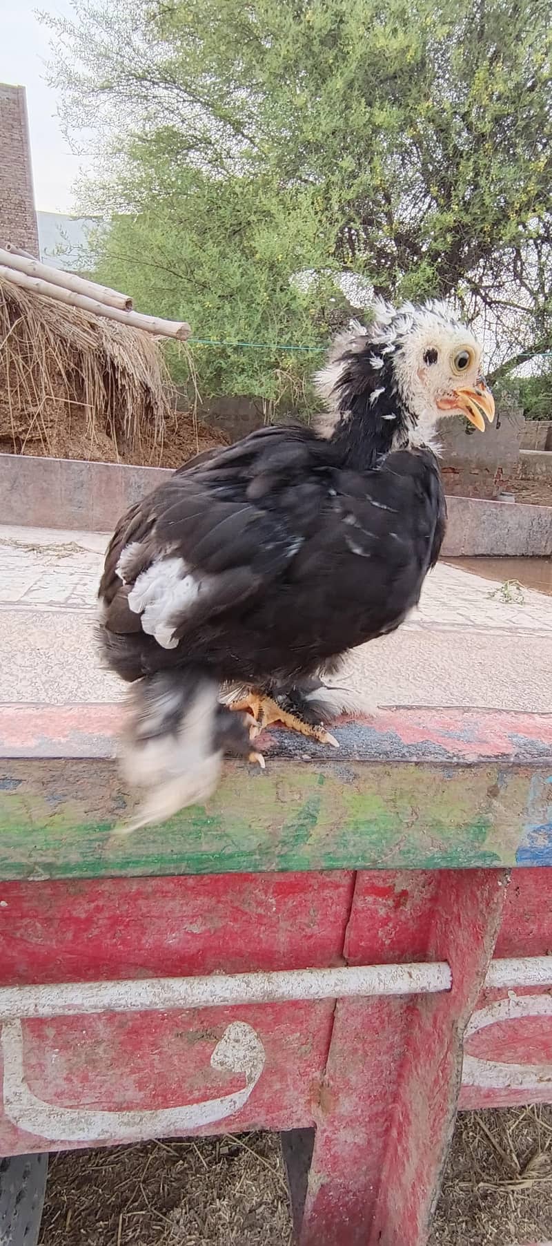 For sell 3