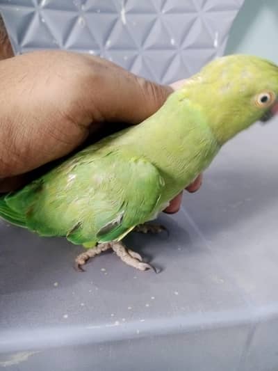 indian Ringneck For sale