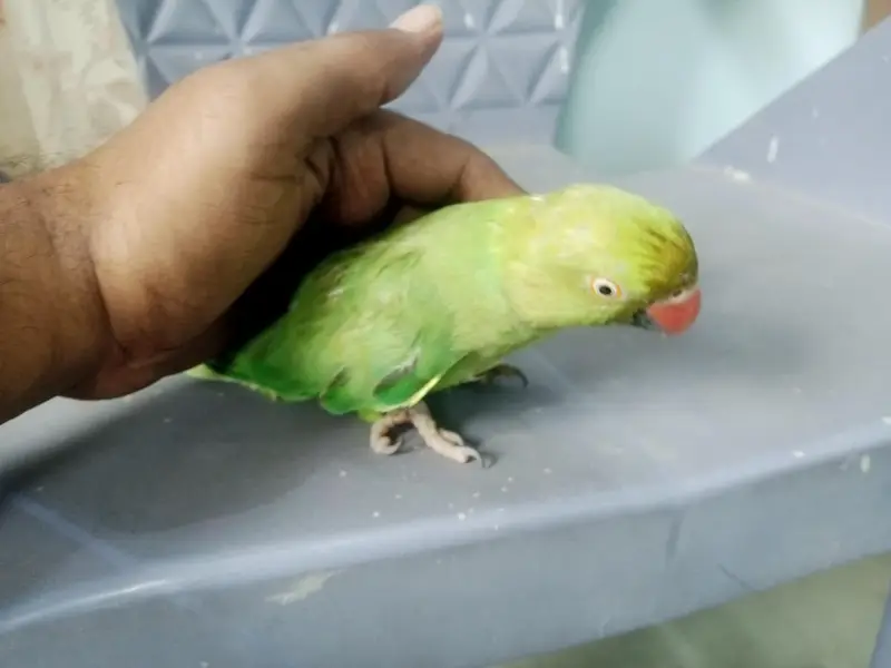 indian Ringneck For sale — photo 2
