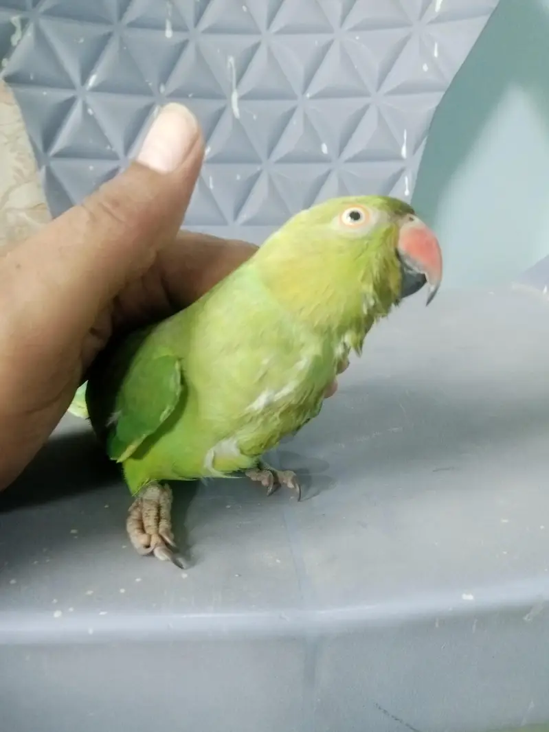 indian Ringneck For sale — photo 3