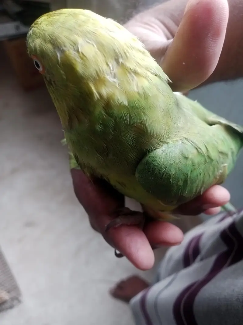 indian Ringneck For sale — photo 4