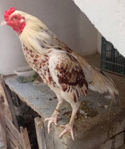 Aseel Mianwali Rooster | Healthy, Strong & Active
