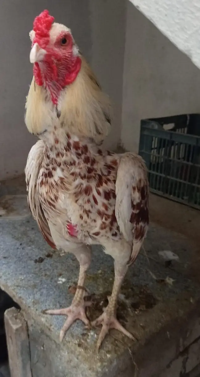 Aseel Mianwali Rooster | Healthy, Strong & Active — photo 2