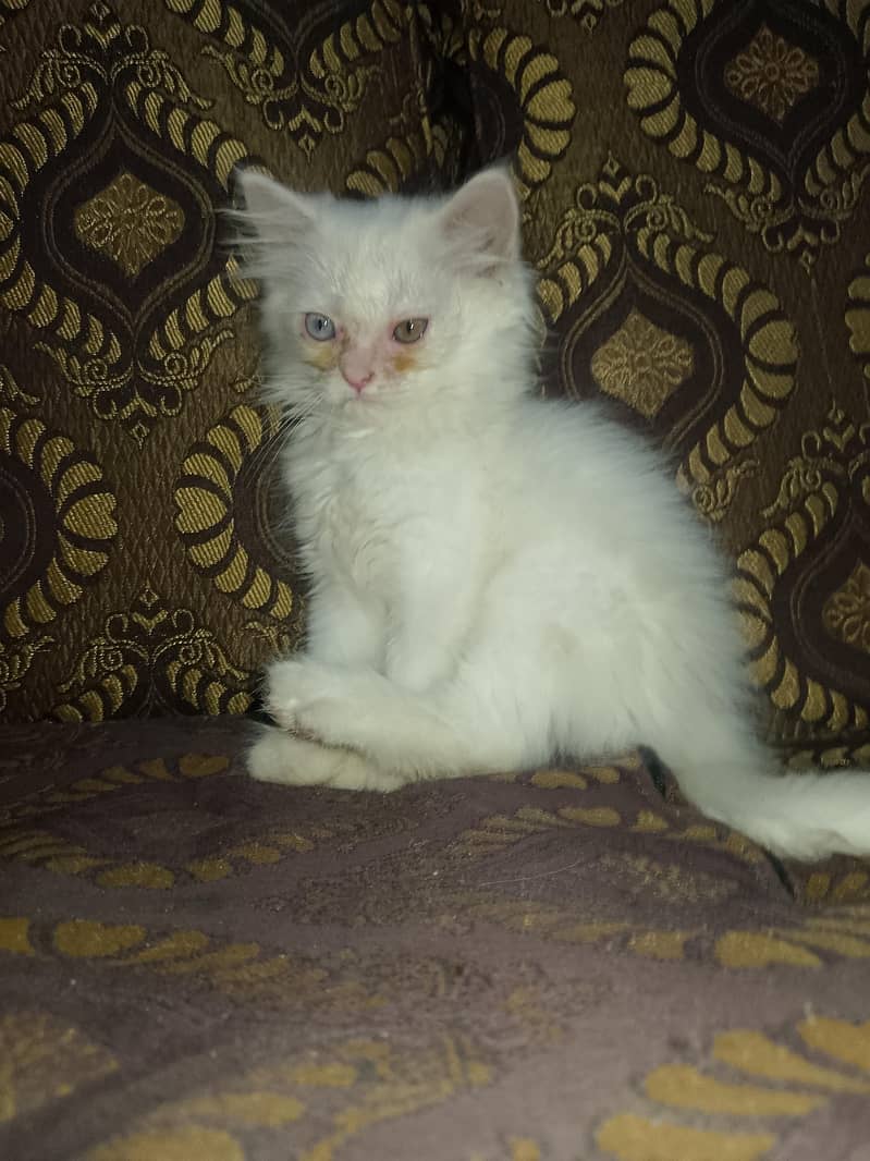 white cat triple code 0
