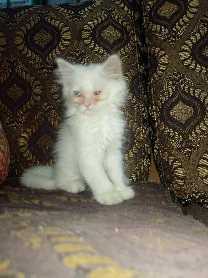 white cat triple code 1