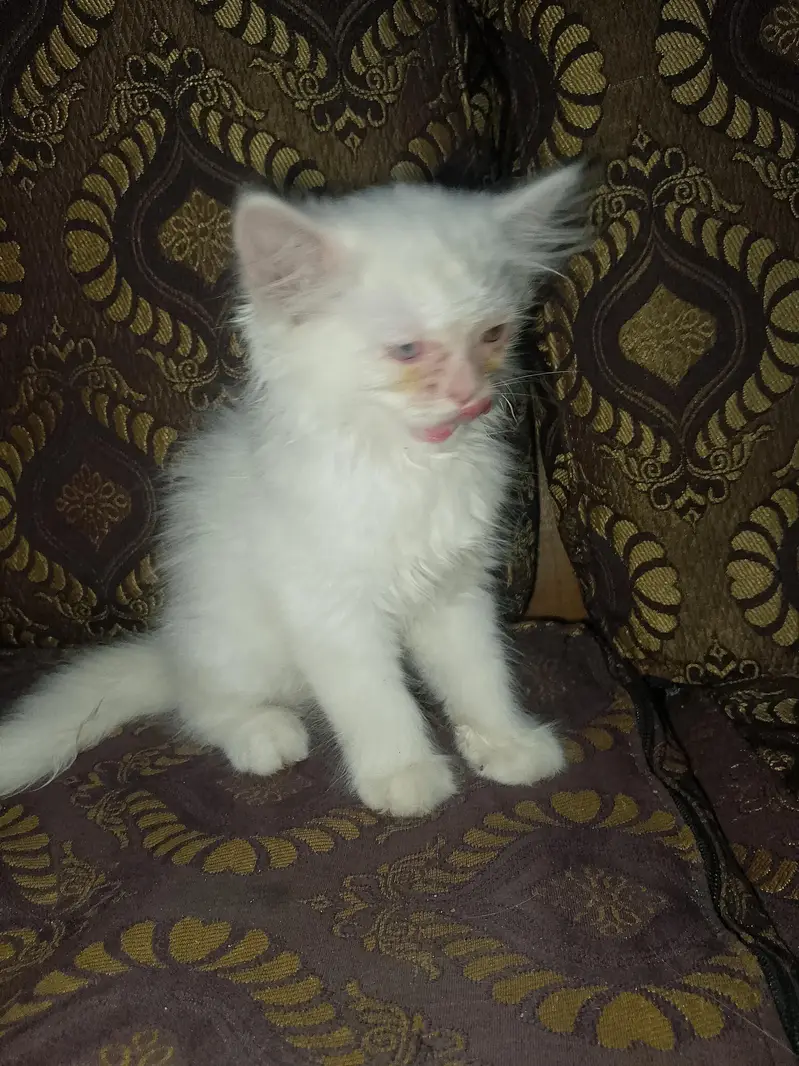 white cat triple code — photo 3
