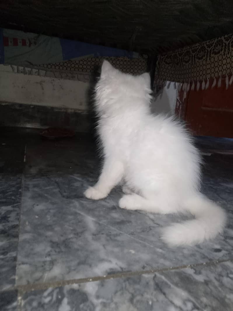 white cat triple code 3