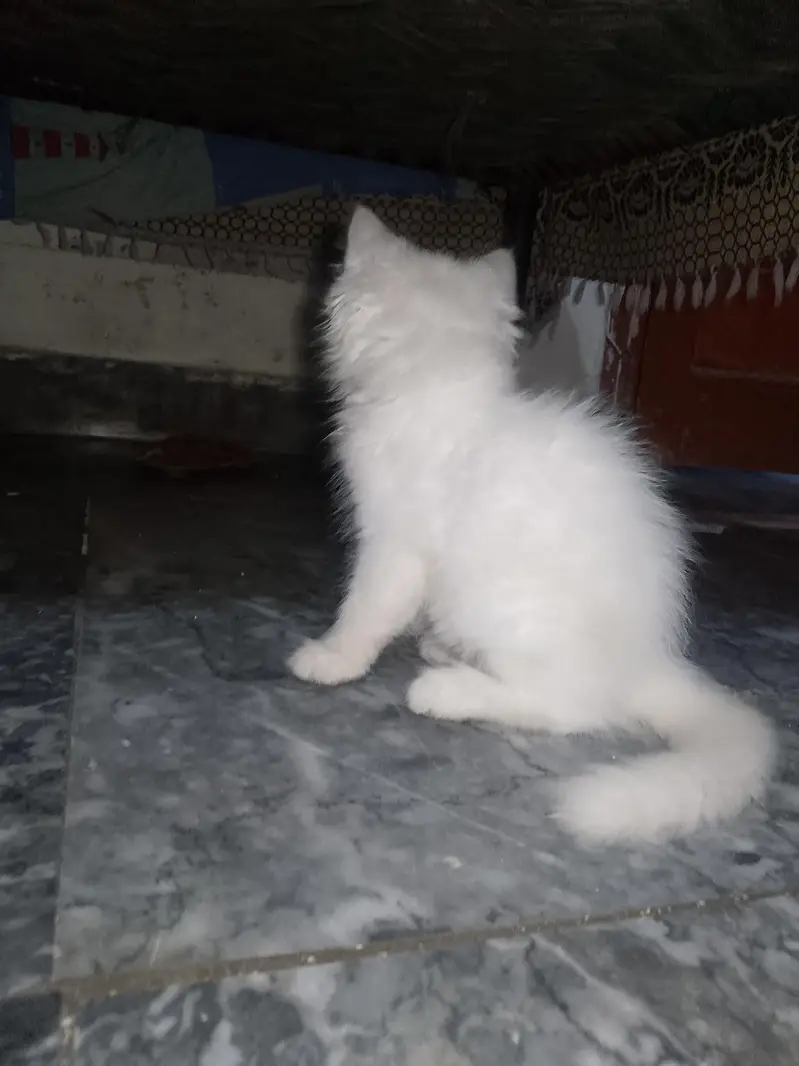white cat triple code — photo 4