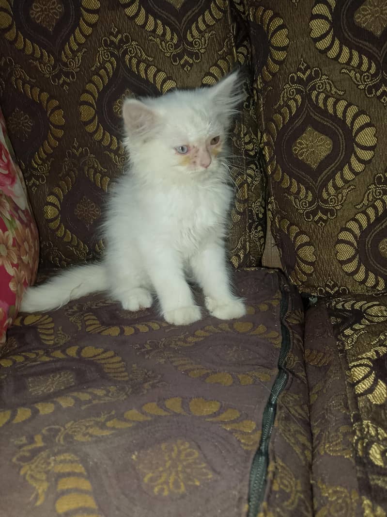 white cat triple code 4