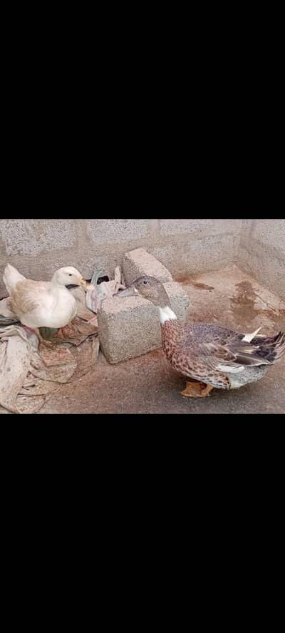 Beautiful and Healthy Pair of Ducks for Sale