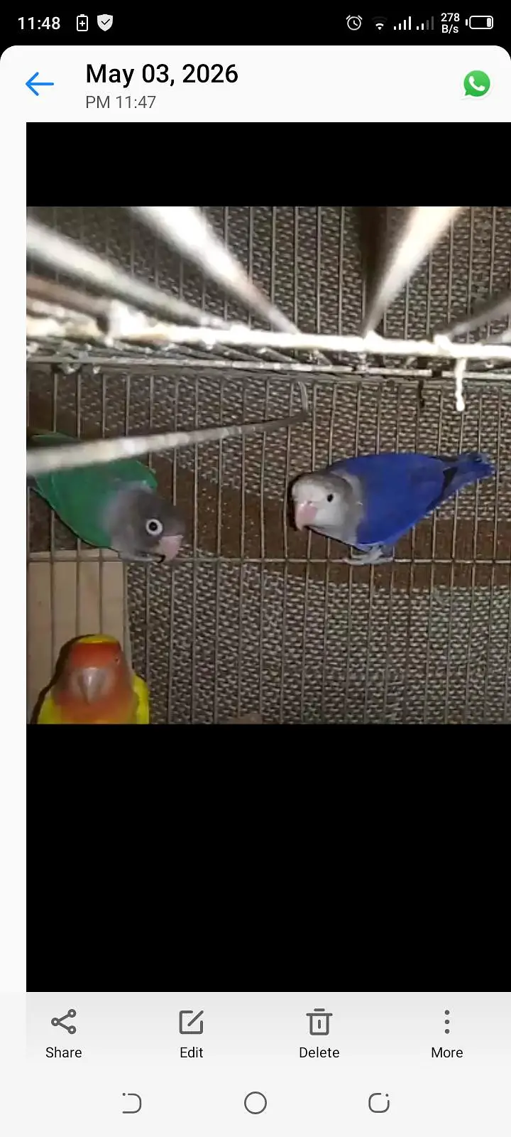 4 picees han different color — photo 5