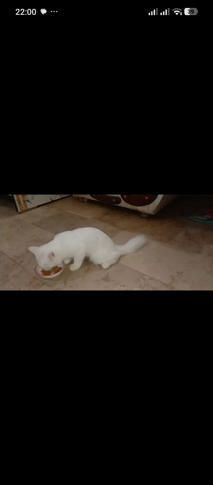 White Persian dubble cote — photo 4