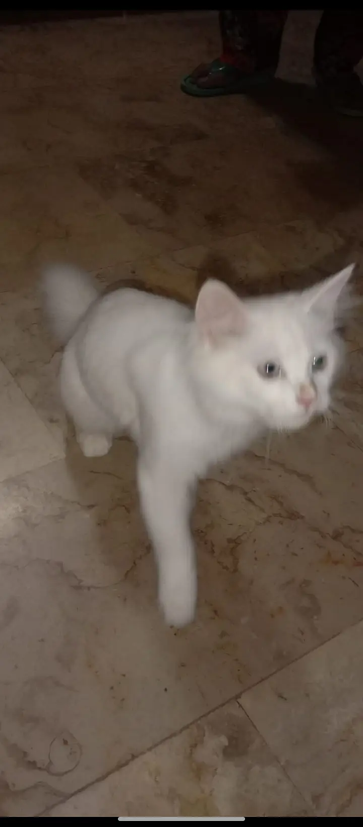 White Persian dubble cote — photo 5