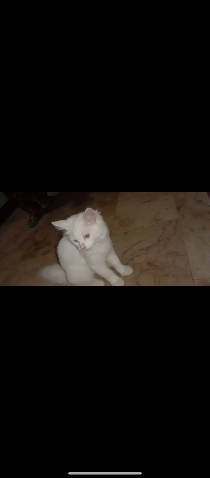 White Persian dubble cote — photo 6
