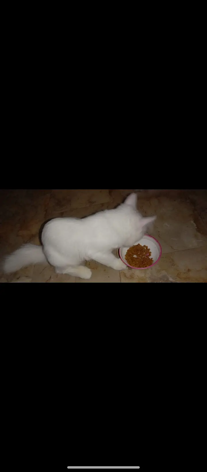 White Persian dubble cote — photo 7