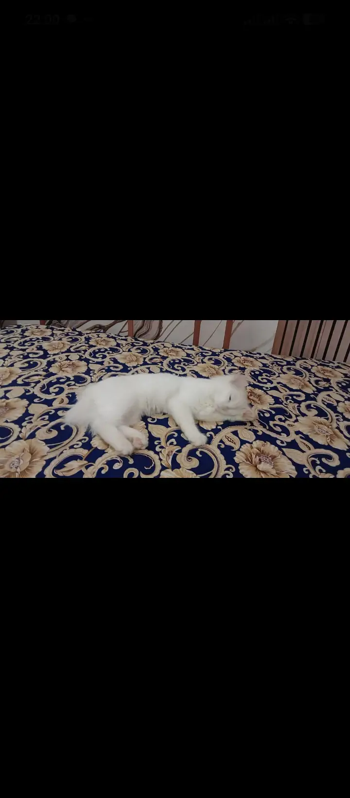 White Persian dubble cote — photo 8