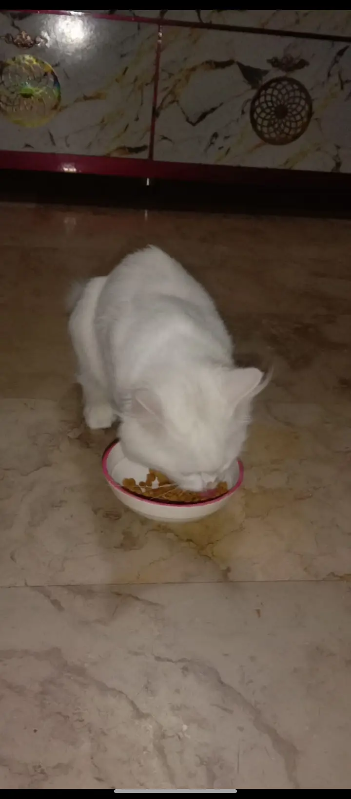 White Persian dubble cote — photo 9