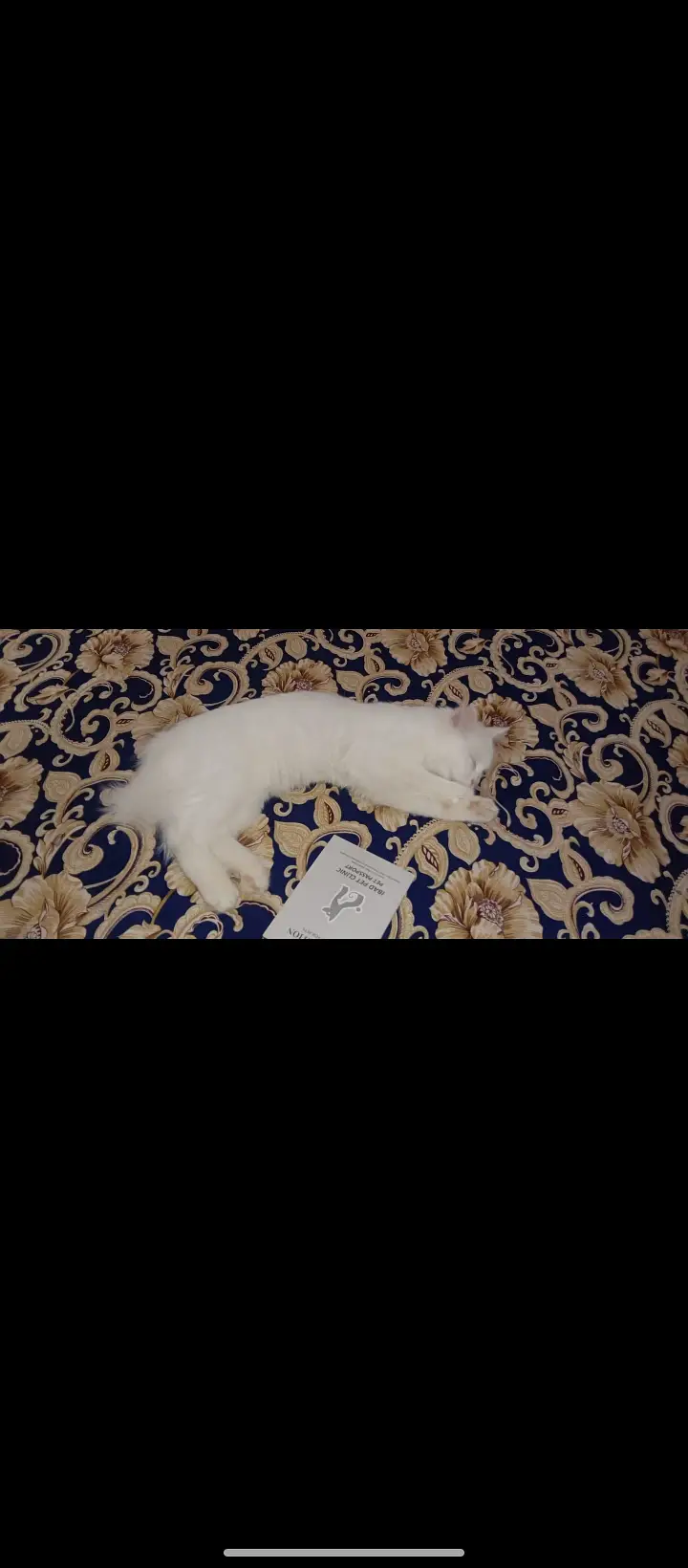 White Persian dubble cote — photo 10