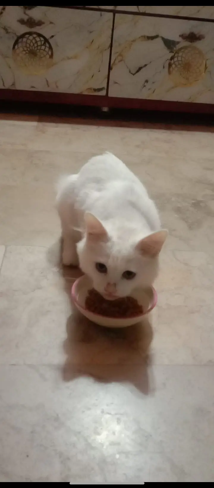 White Persian dubble cote — photo 11