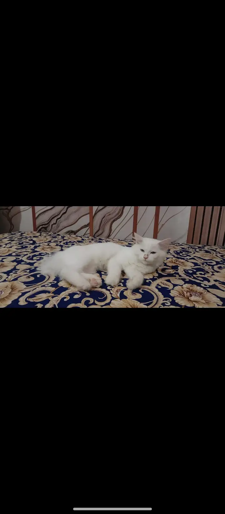 White Persian dubble cote — photo 12