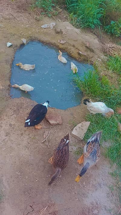 ducks for sale 03086737185 totally 7 peace