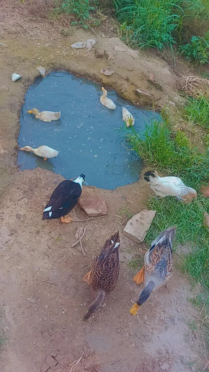 ducks for sale 03086737185 totally 7 peace